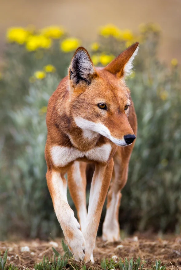 ethiopian wolf great ethiopian tours